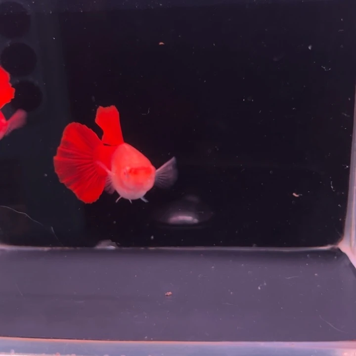 孔雀鱼大背血红1对