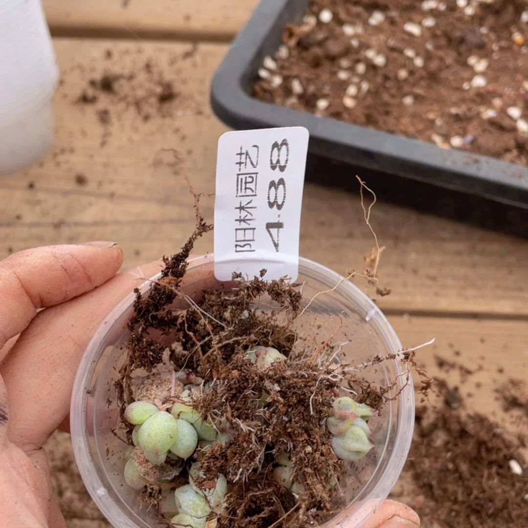 把****你多肉植物多肉植物488