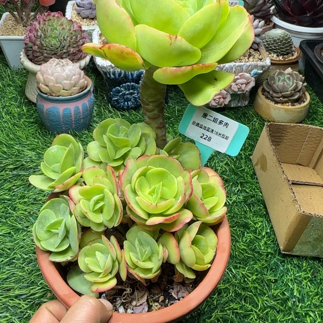 @***好唐二姐多肉编号228