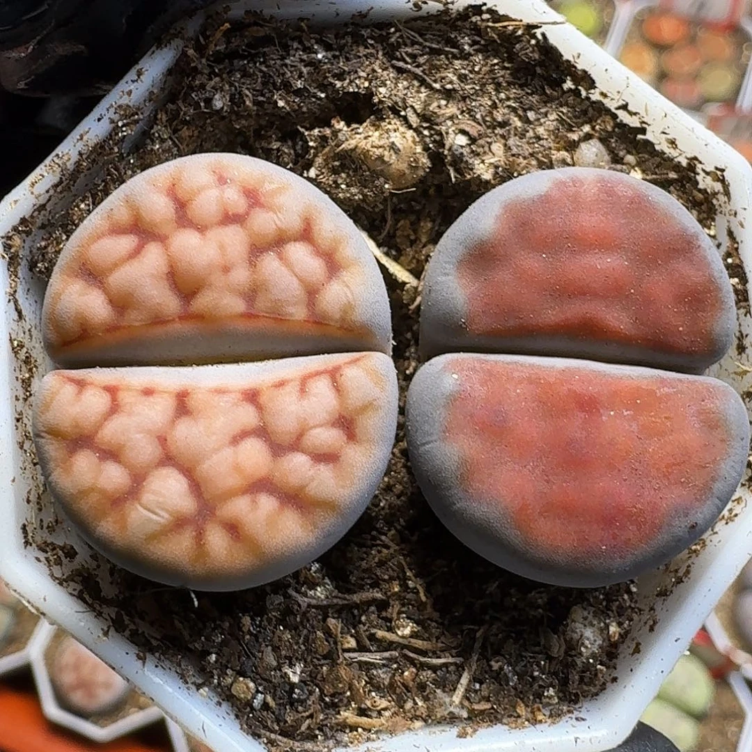 生石花11111。 福利。  213