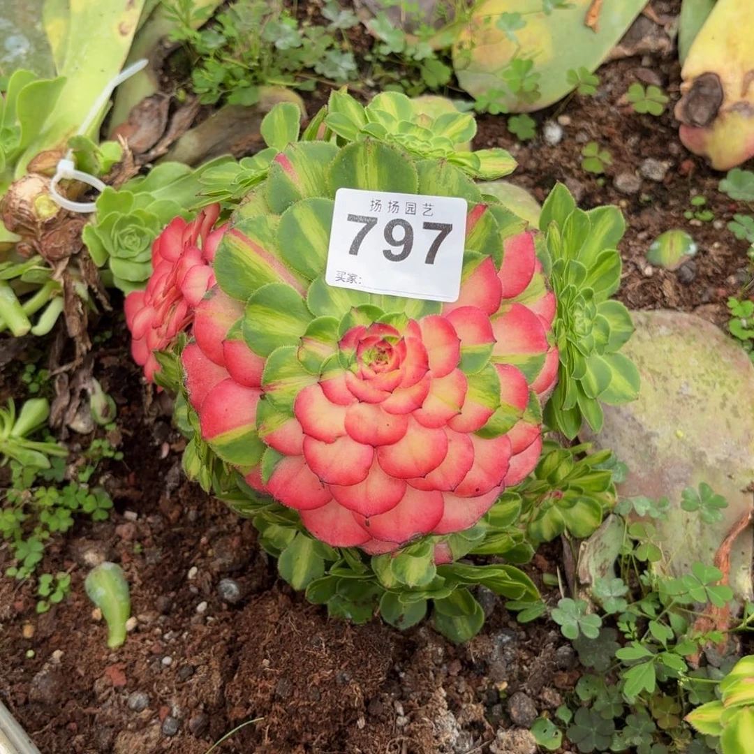 刘***冰无花朵797多肉法师发货