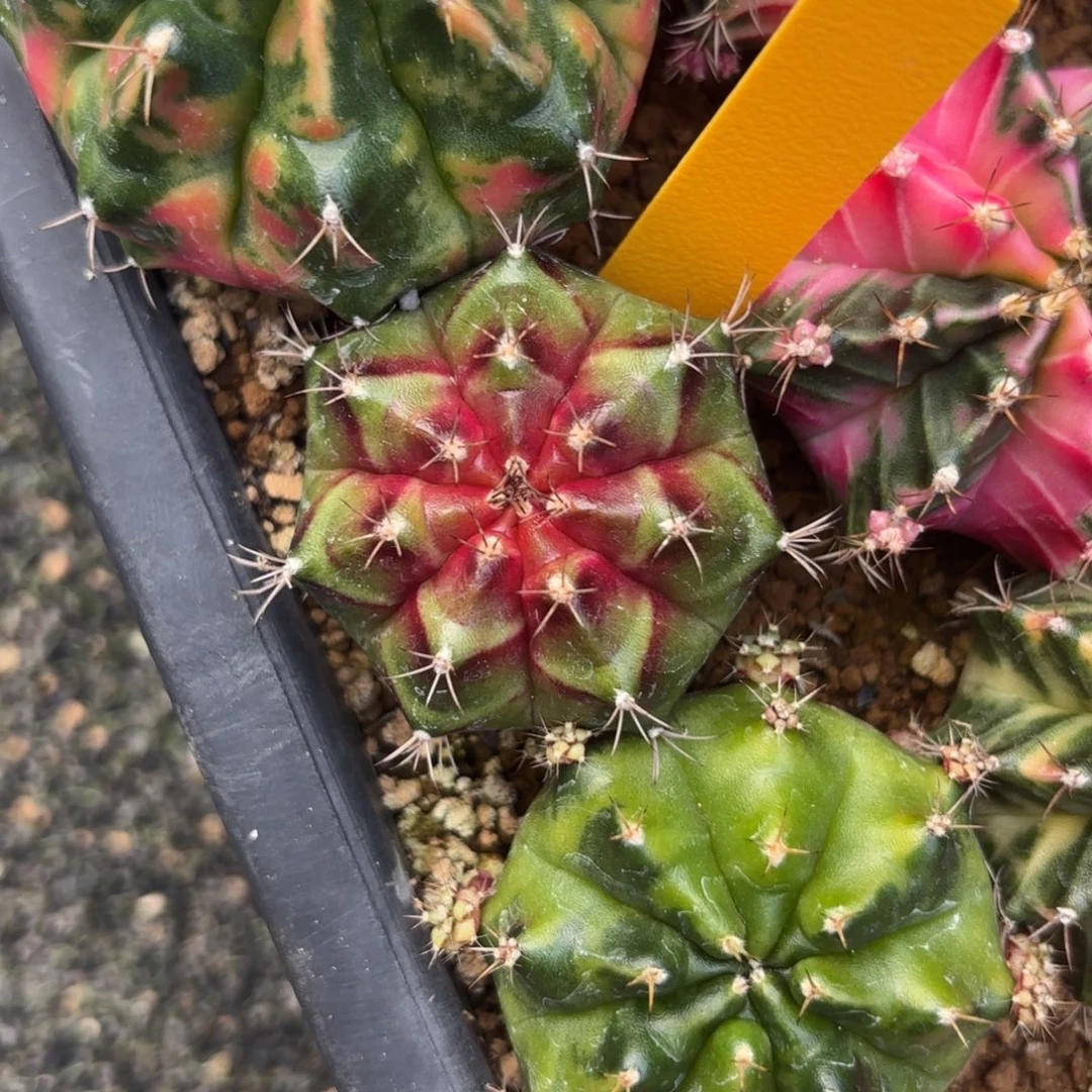 L507-1210泰国发货 火星