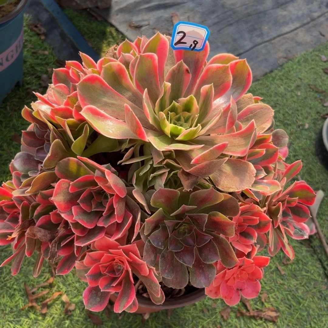 2女妖精品法师多肉