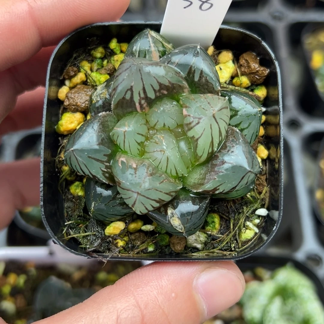 38巨大化龙爪玉露锦