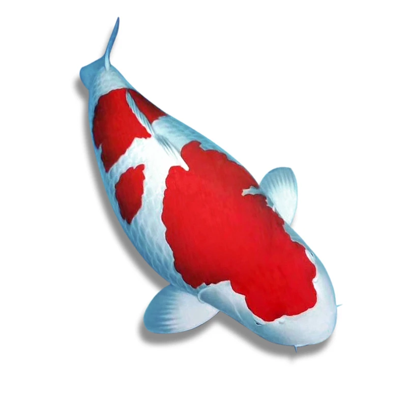 精品锦鲤观赏鱼红白黄金大正孔雀各色混搭活体发货冷水鱼渔场直发