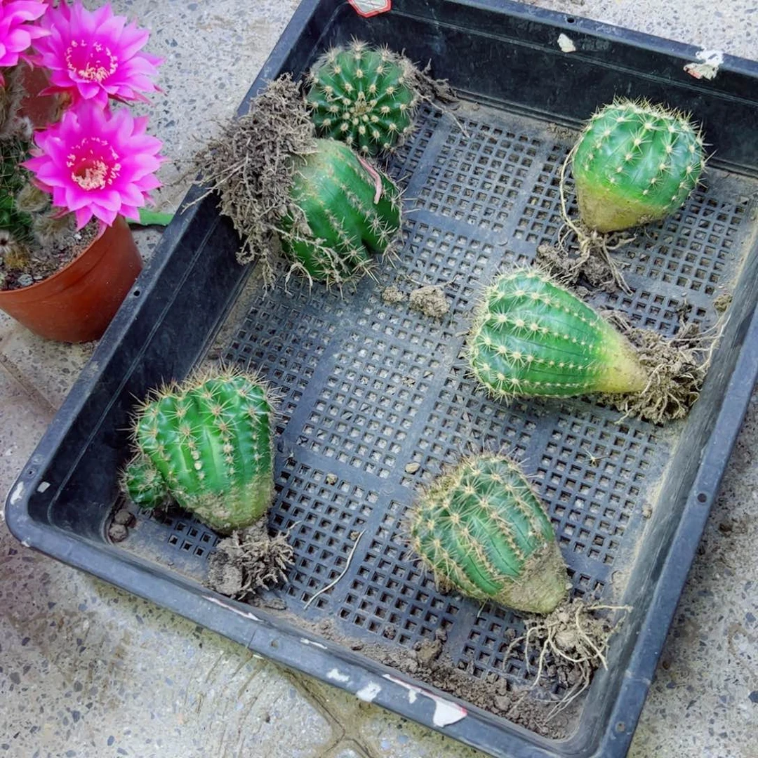 下1小彩草根6个6公分左右脱土发货