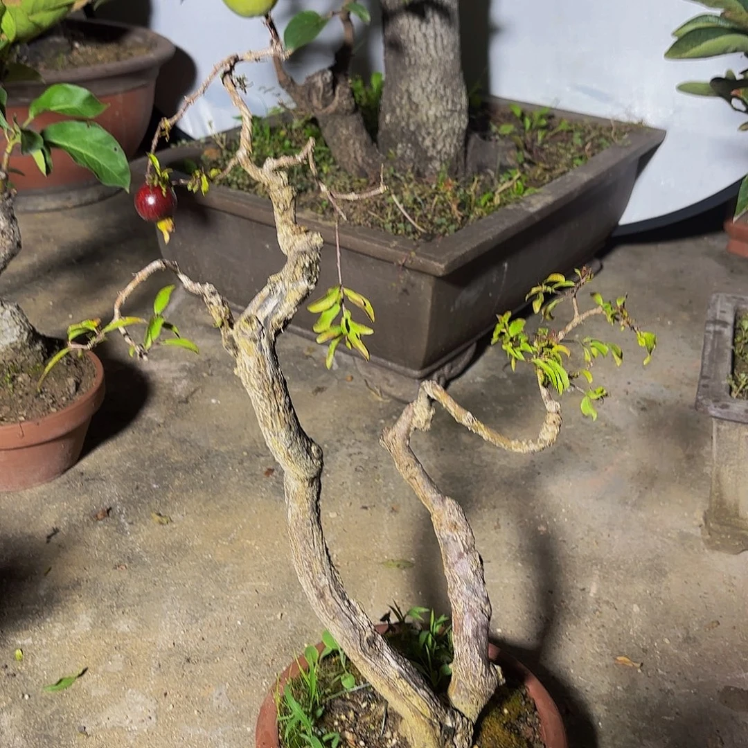 完全开放石榴盆景盆栽植物