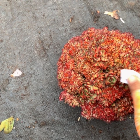 米**院1041乌木缀化多肉