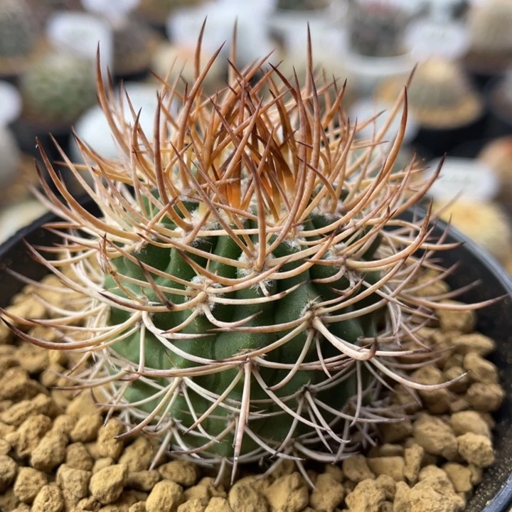 逆豹丸       实生根