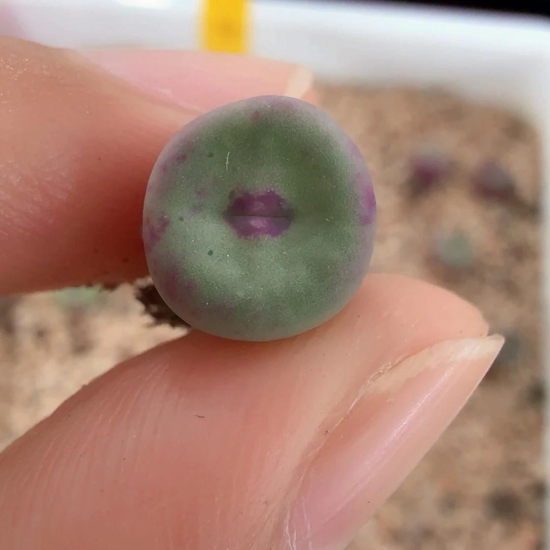 晨*TS427 wtt 8-12-L30.