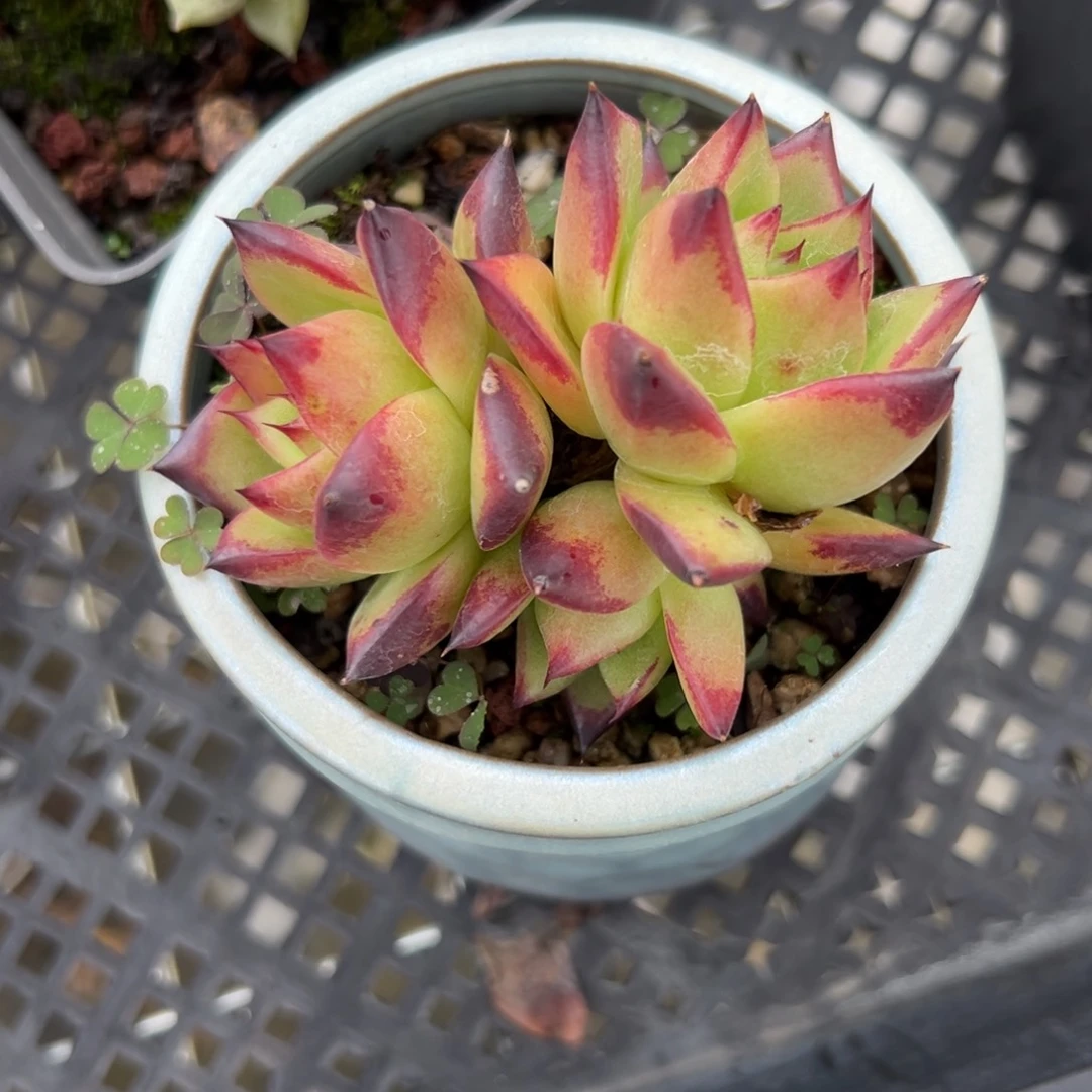 口红（满38包邮）多肉