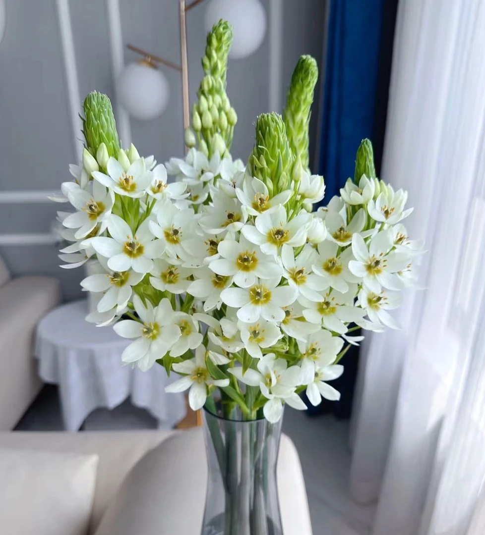 【新疆包邮】10枝圣心百合