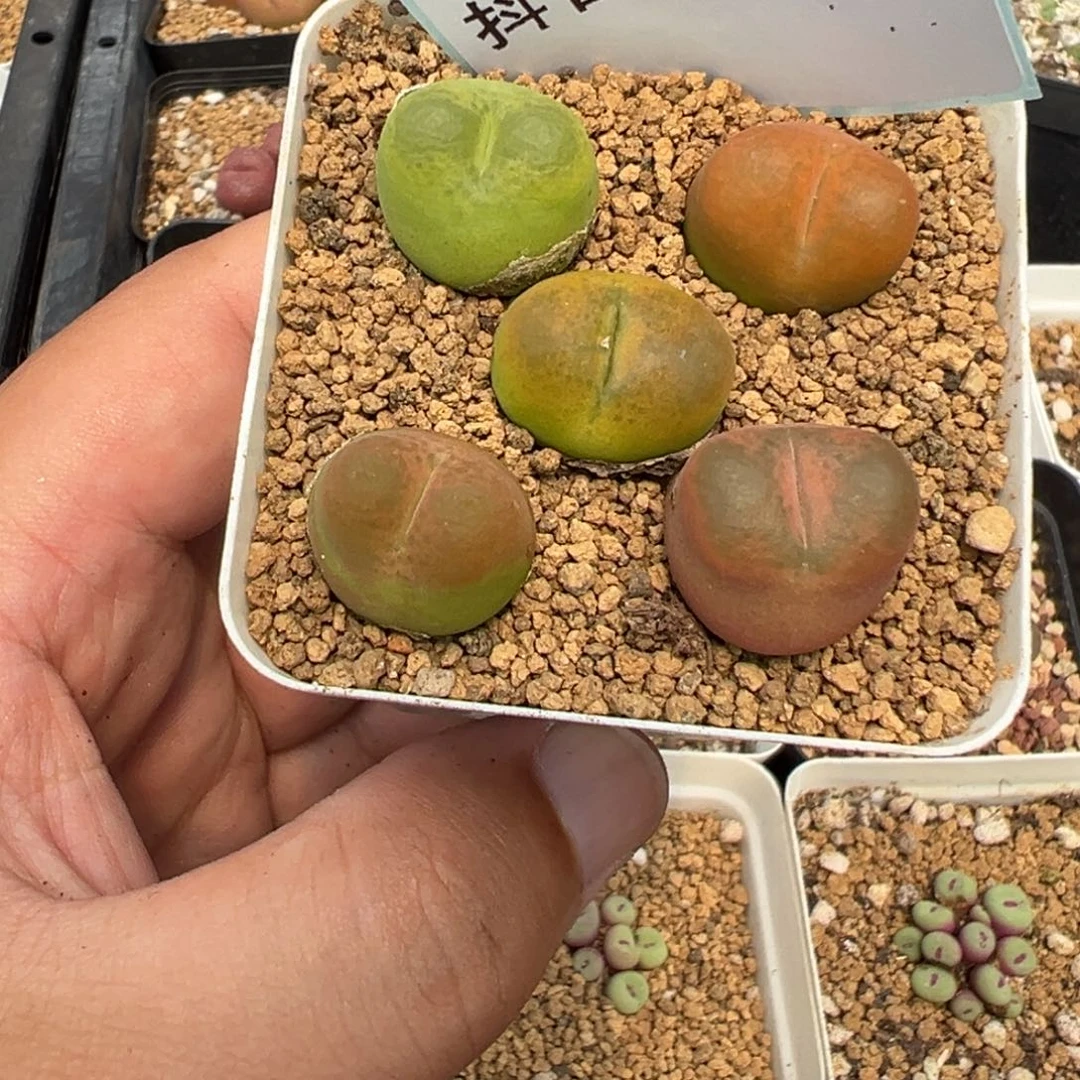 17-05肉锥多肉植物，