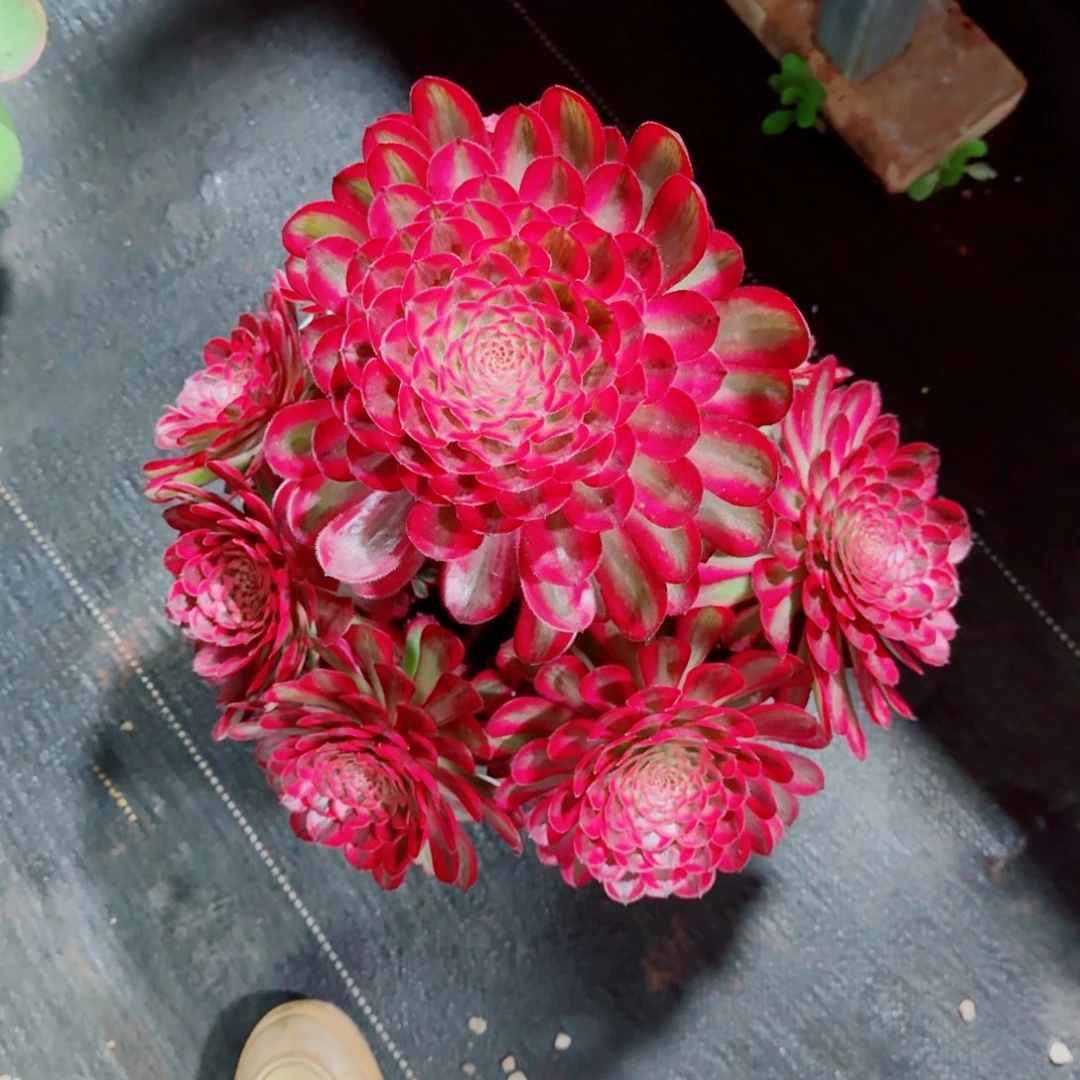 多肉植物发货发货