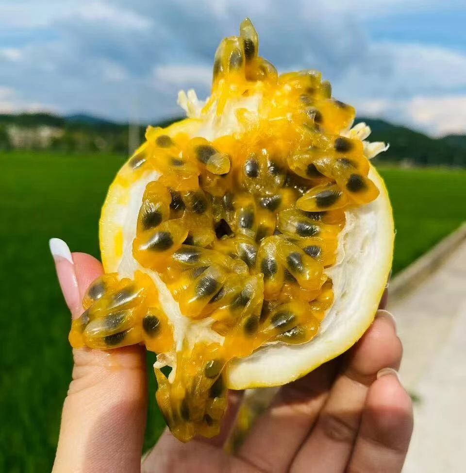 （1）云南高山农村钦蜜9号黄皮百香批发果新鲜现摘当季水果香甜多汁