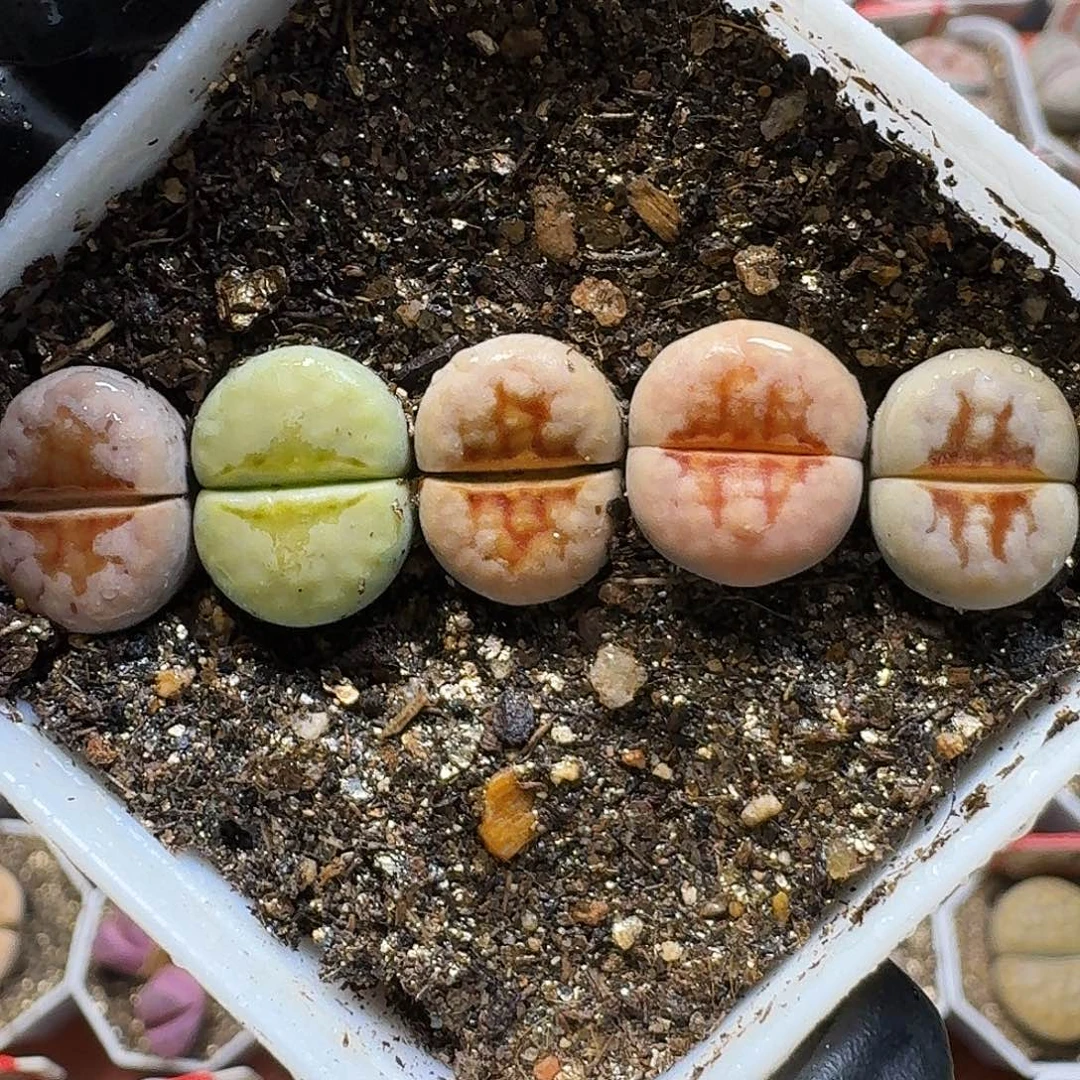 生石花11111。  236