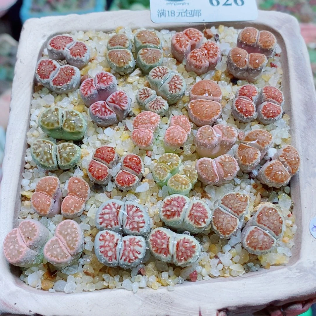 生石花花花花花花花花626