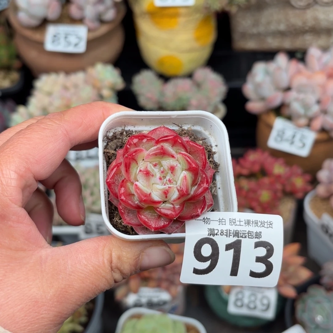 长相思无盆土发货