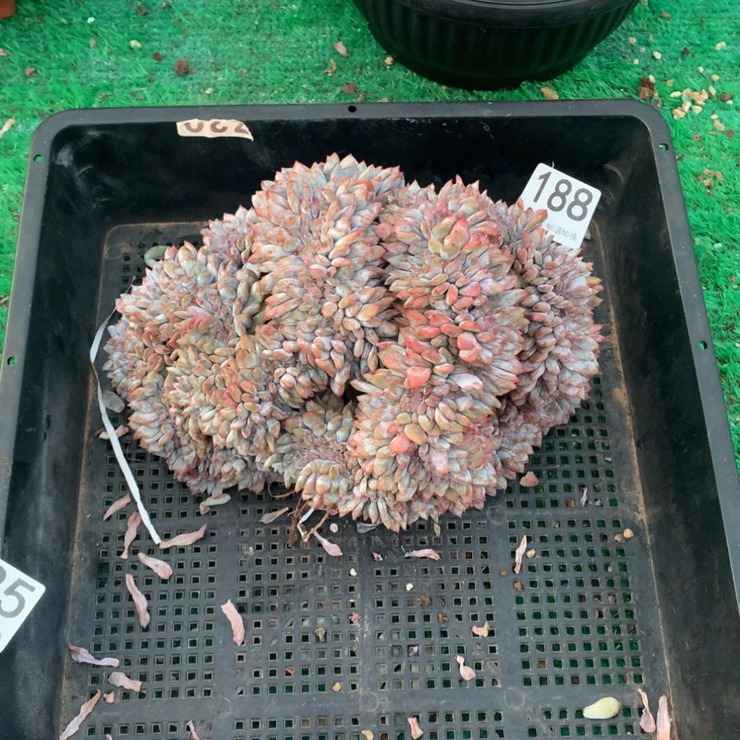 188星缀化多肉植物微瑕