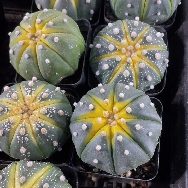 6.5方星兜锦带盆土发