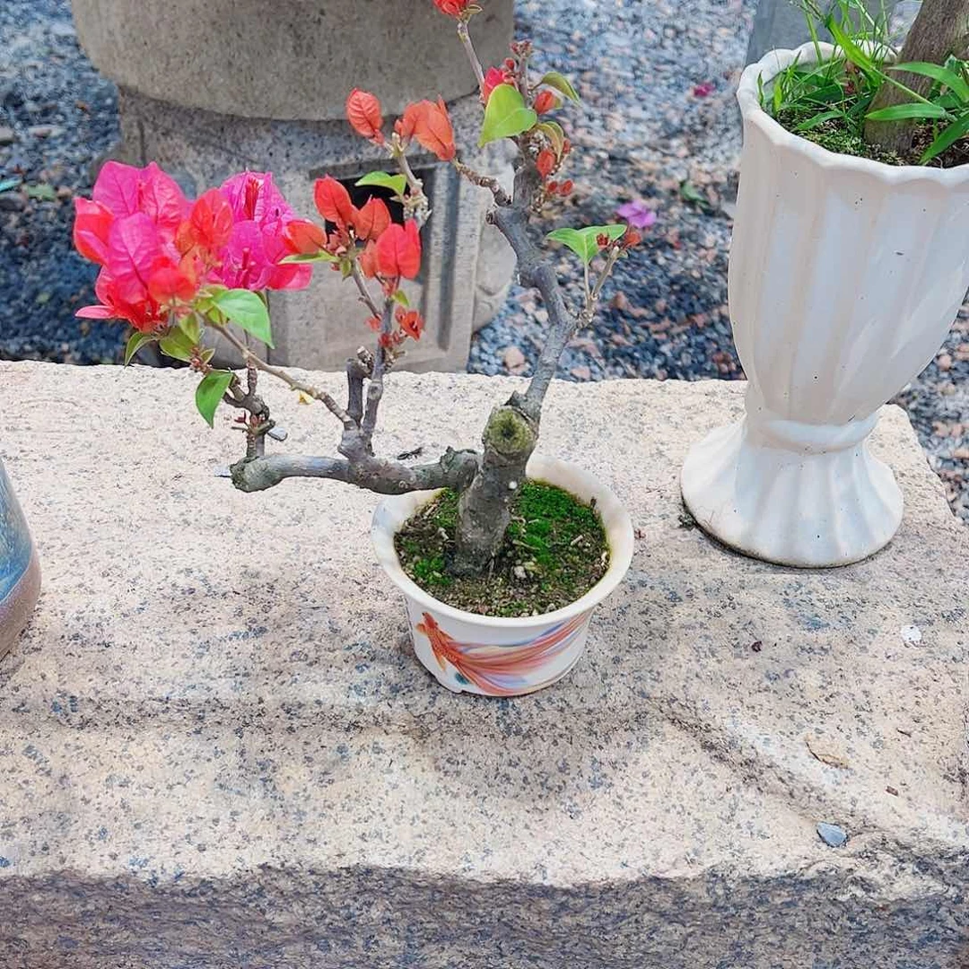 无花朵聚****晓三角梅三角梅三角梅