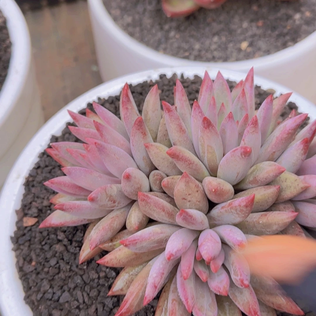 红*薇多肉植物多肉植物