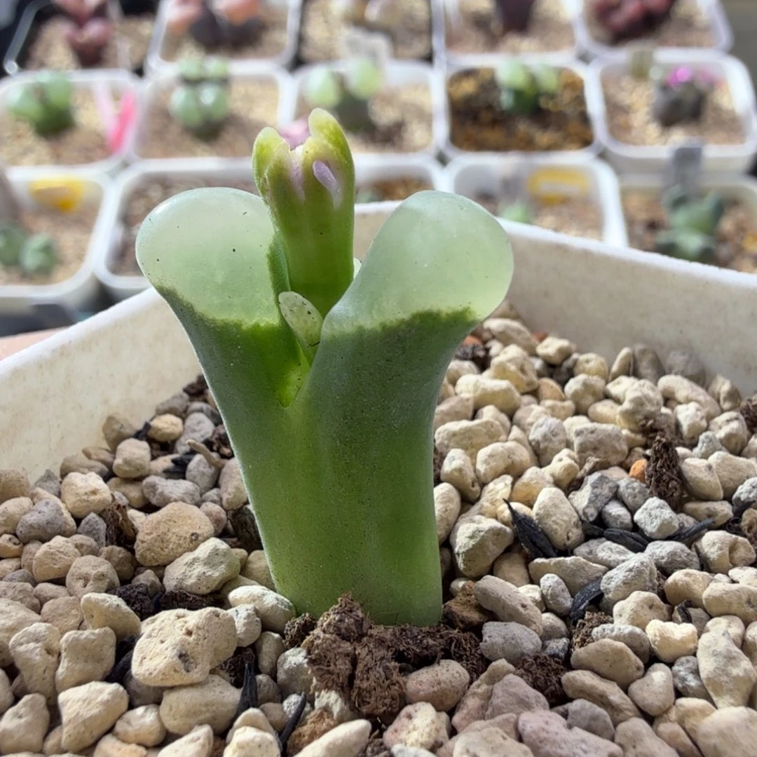 11-9-c6 日本大型风铃玉 白窗