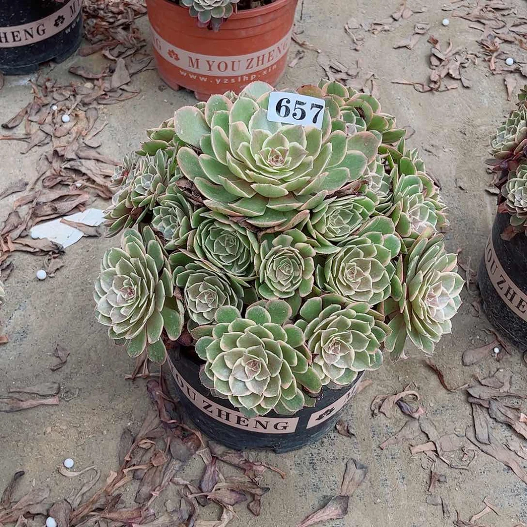 无花朵往***?多肉植物寄养花妖657