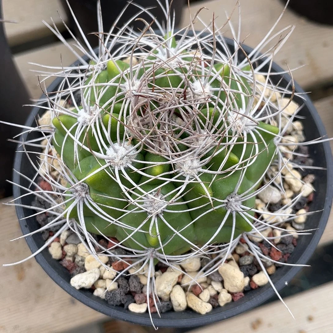 仙人球裸萼属活火山实生7.5厘米