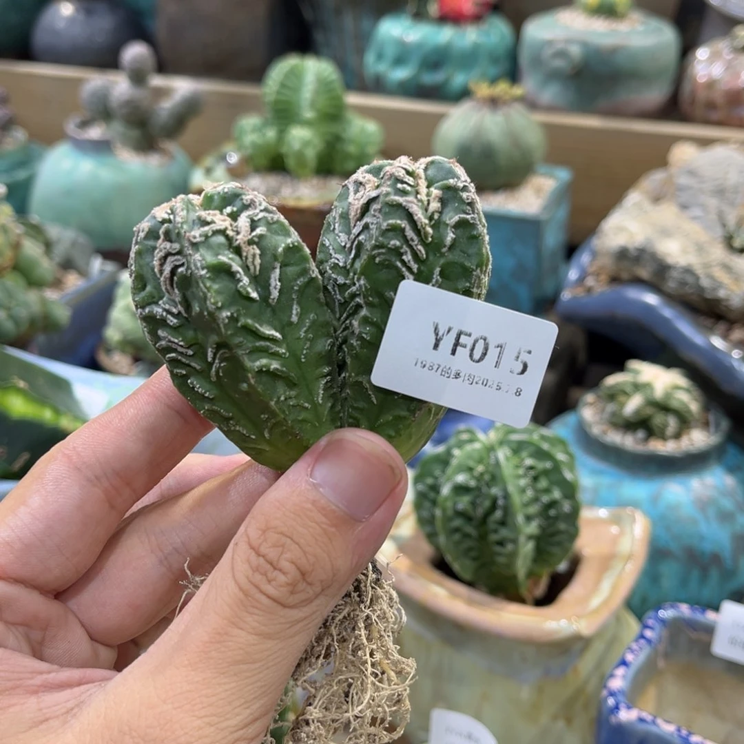 心***静瓶YF015发货发货发货