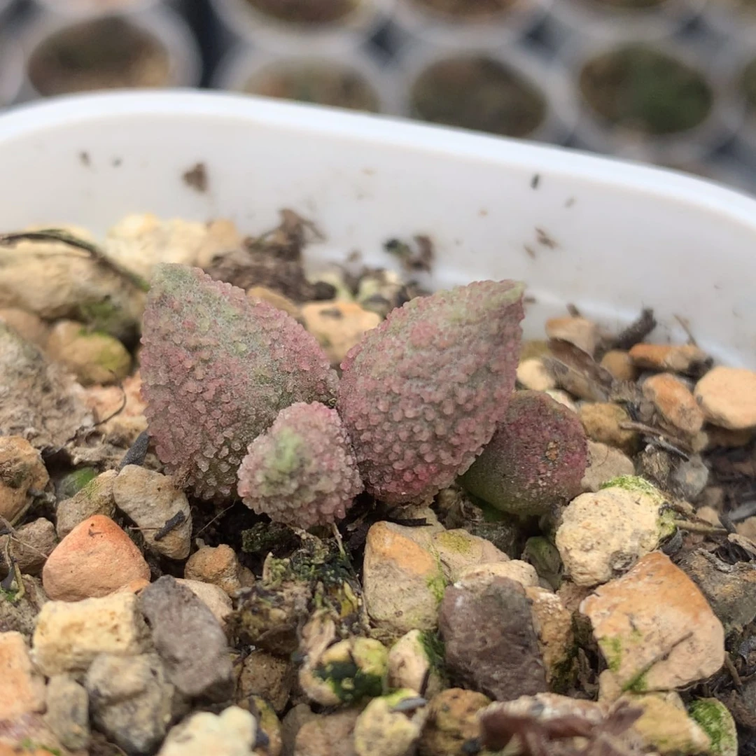 冰晶猪杂 一物一拍