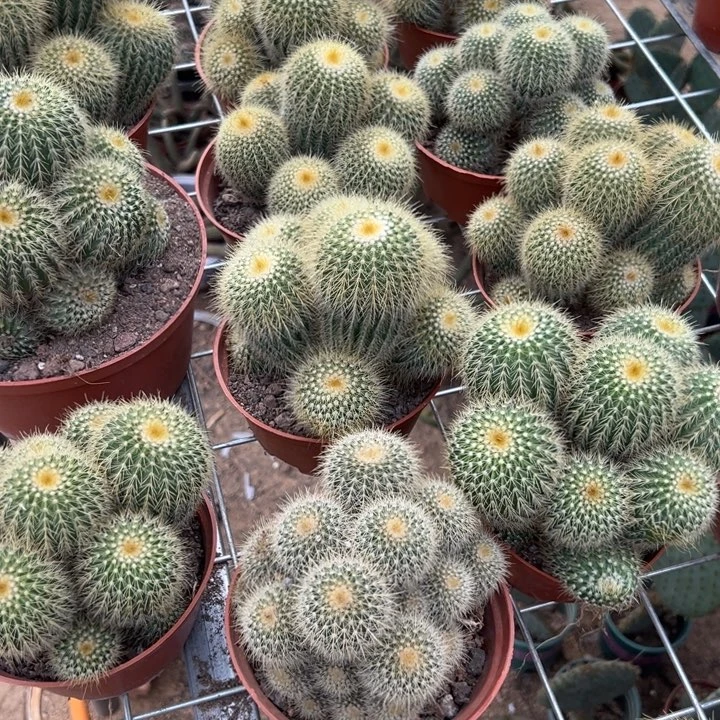 金冠。 随机一颗