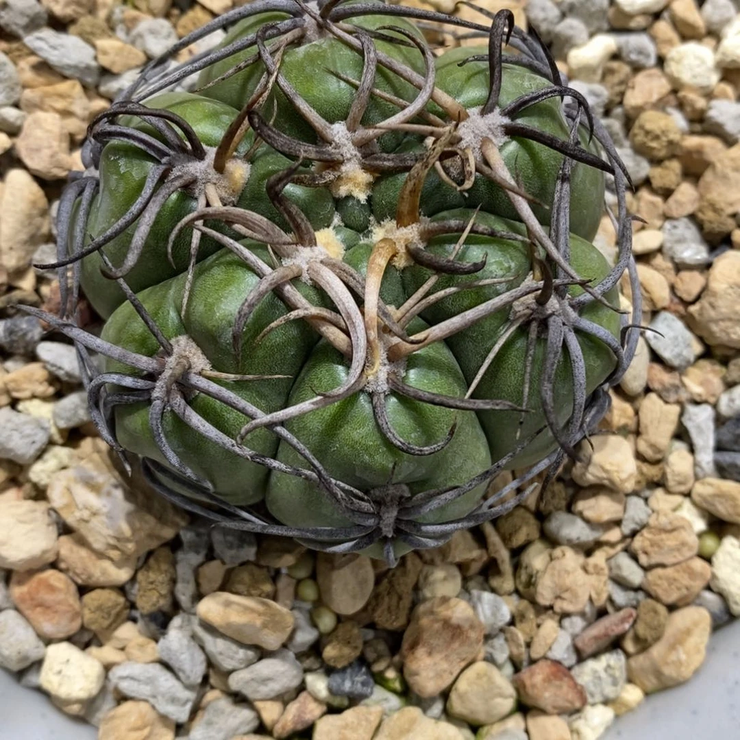 竹***火仙人球高木海王