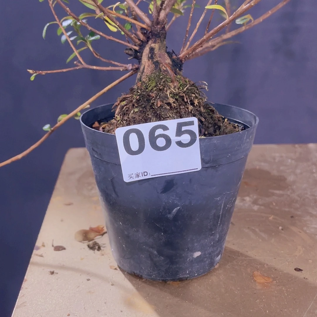 红陶直播时间一定一定