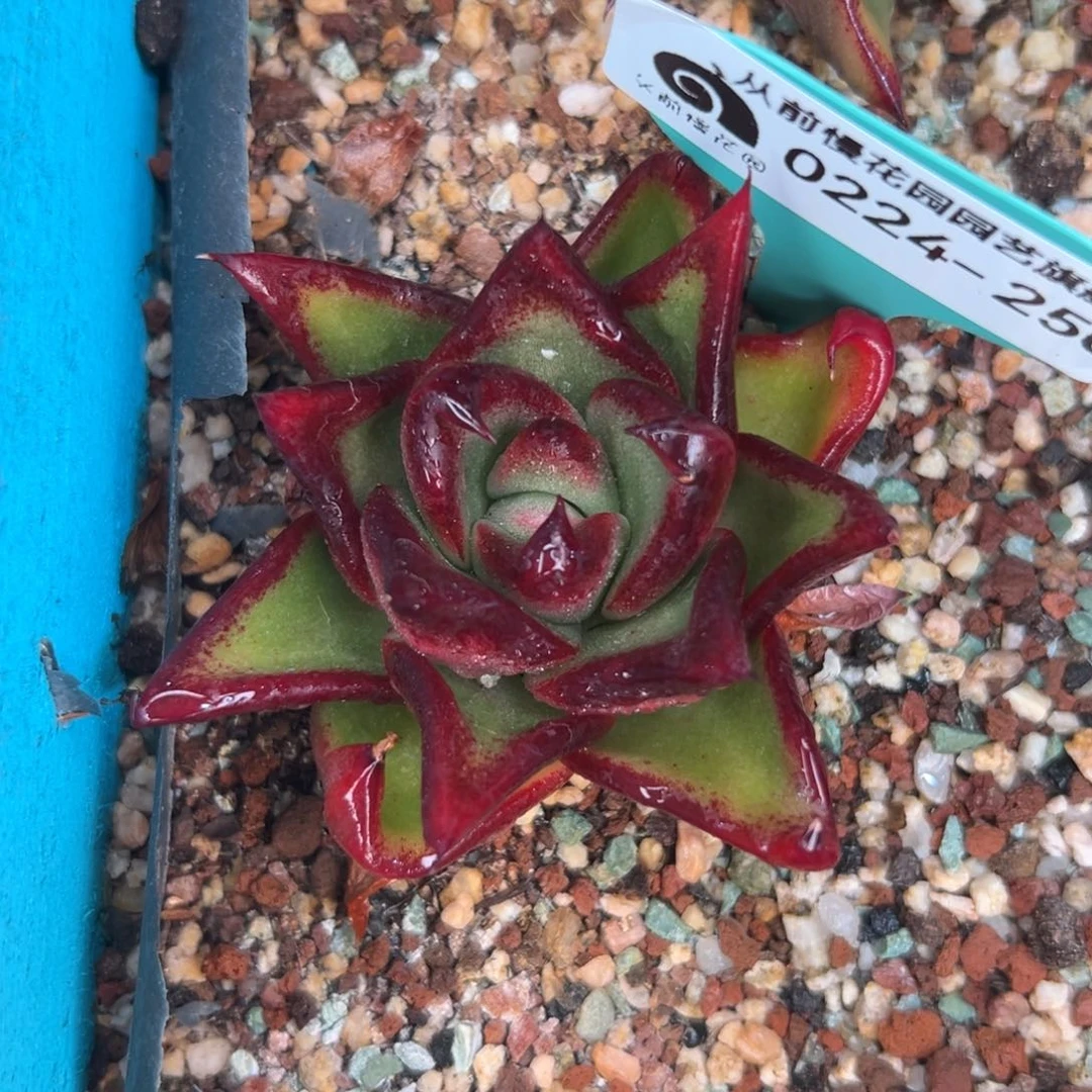 多肉一物一拍0224-250