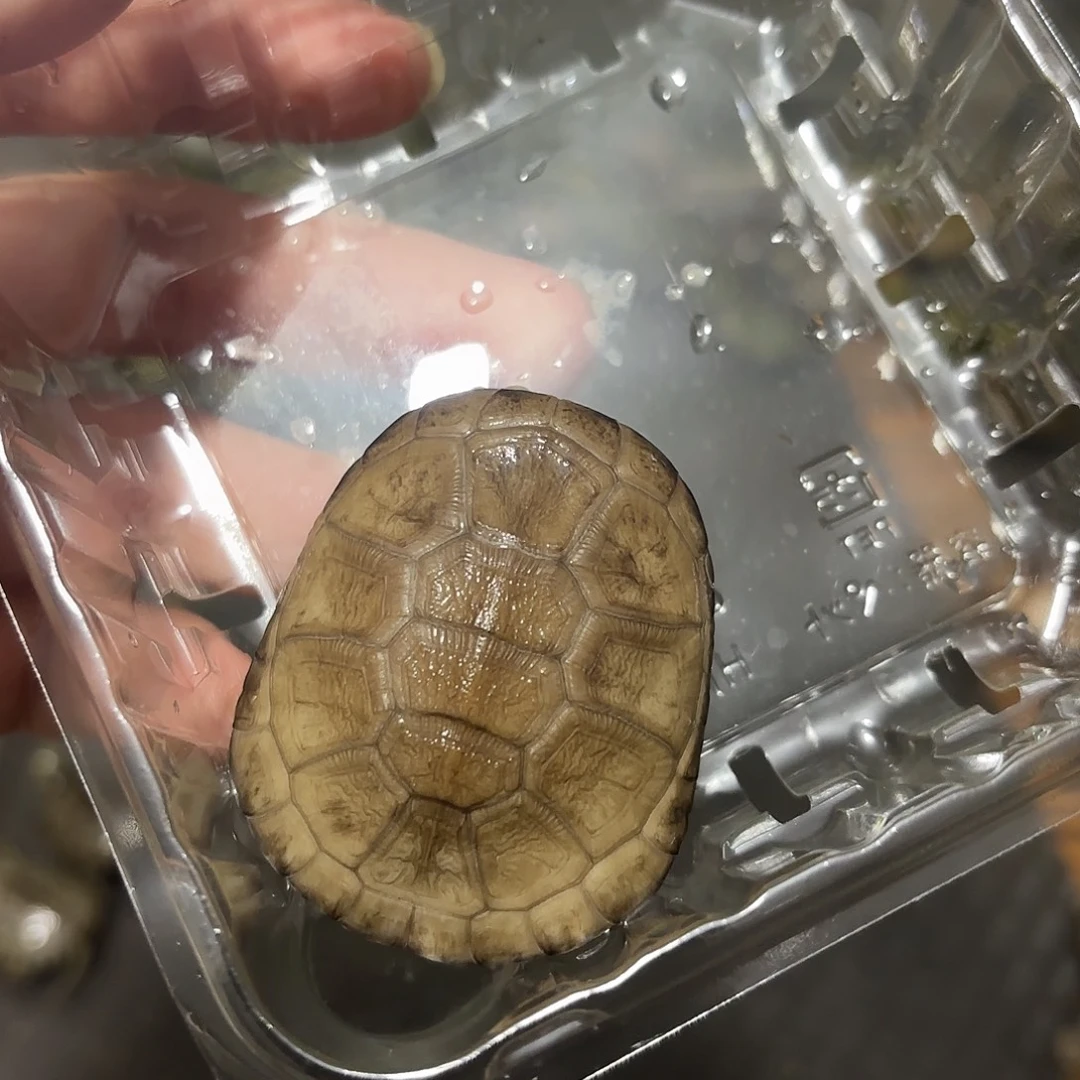 母绿毛龟西非123456