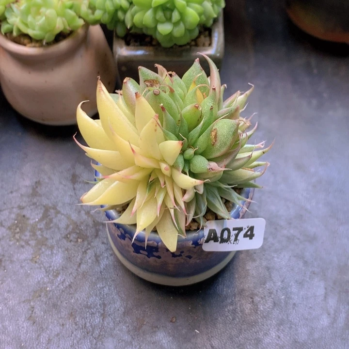 秋****员一物一拍含盆土满38包邮A074