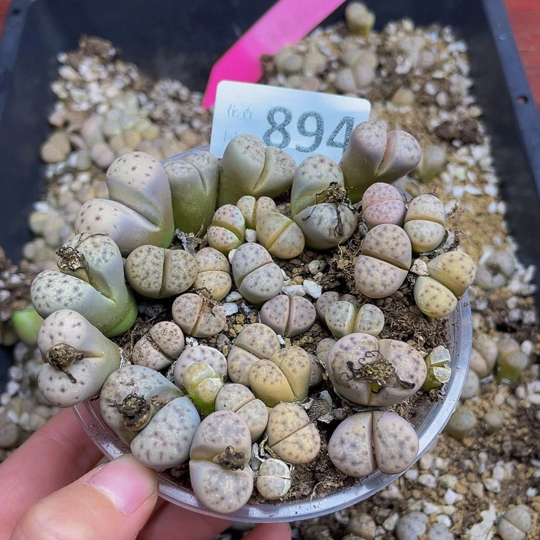 8940000000花花花路花花花花