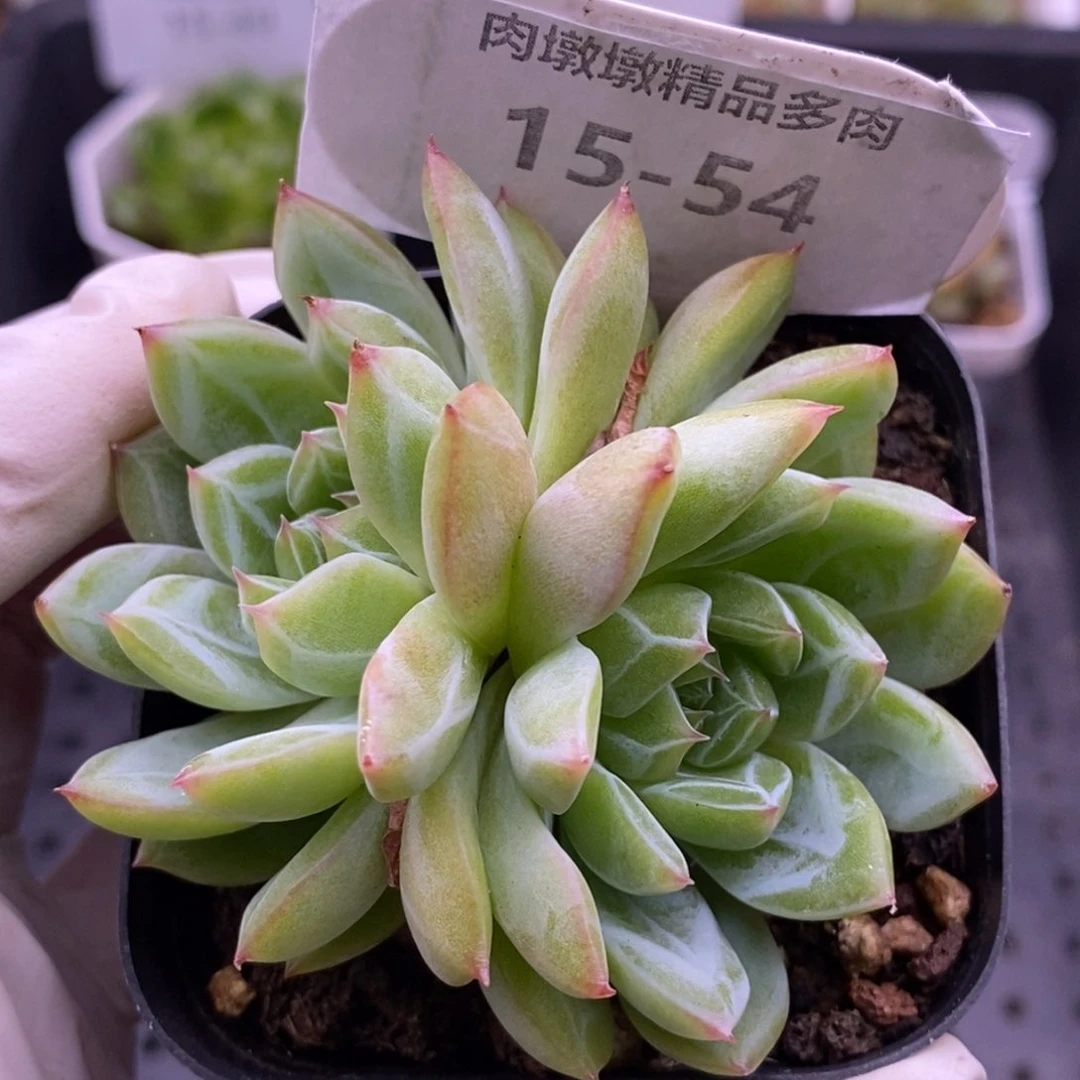 【闪购商品】15-54雪花