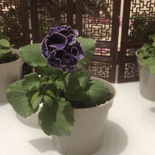 大部分花苞少量开放07角堇花一物一拍