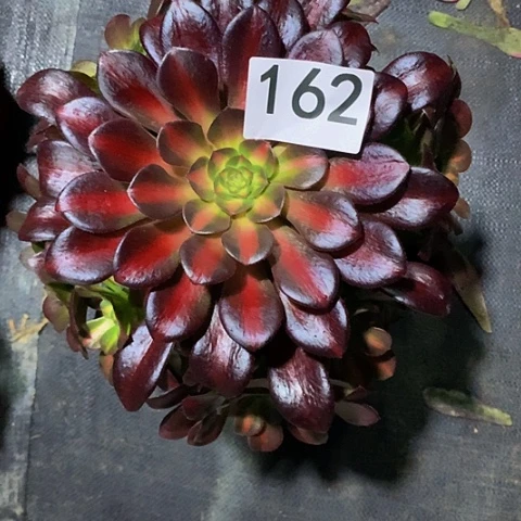 花那162法师多肉