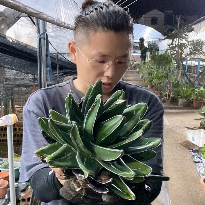 一物一拍 屉之雪小瑕疵