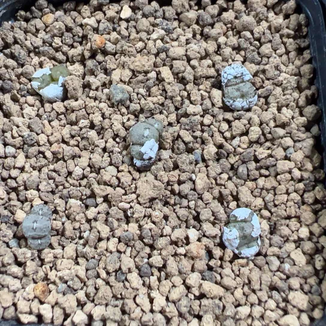 量拍园艺康菩提一颗。多肉