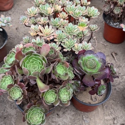 977多肉植物组合，