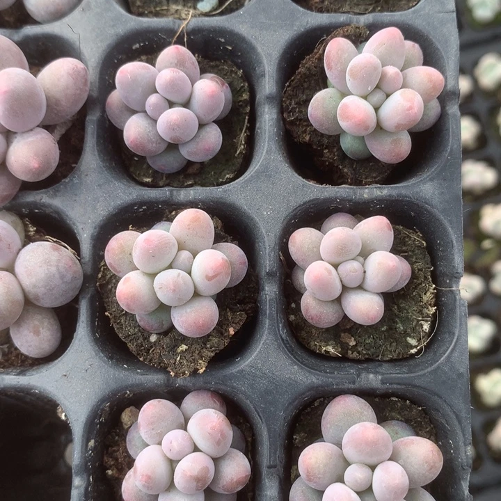 樱花奶10颗（满9.99包邮不满9.99发叶子）