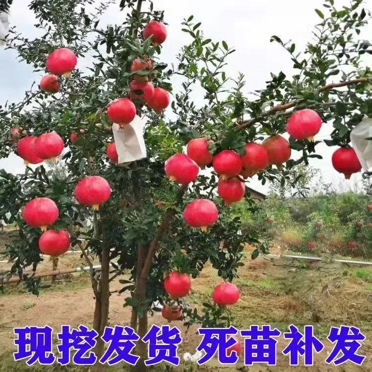 正宗甜软籽石榴树苗南北方盆栽地栽原盆原土带叶发货