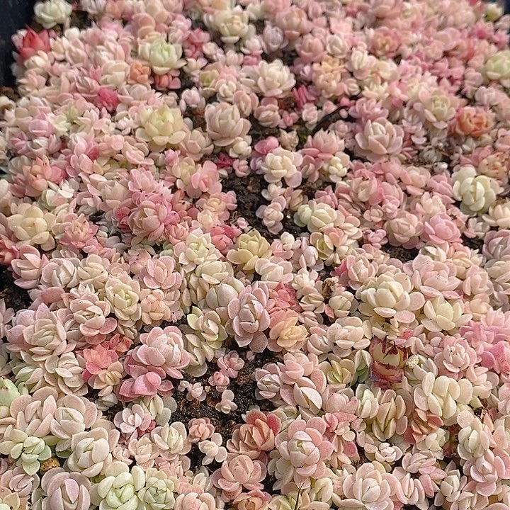 125 多肉植物盆栽花卉植物