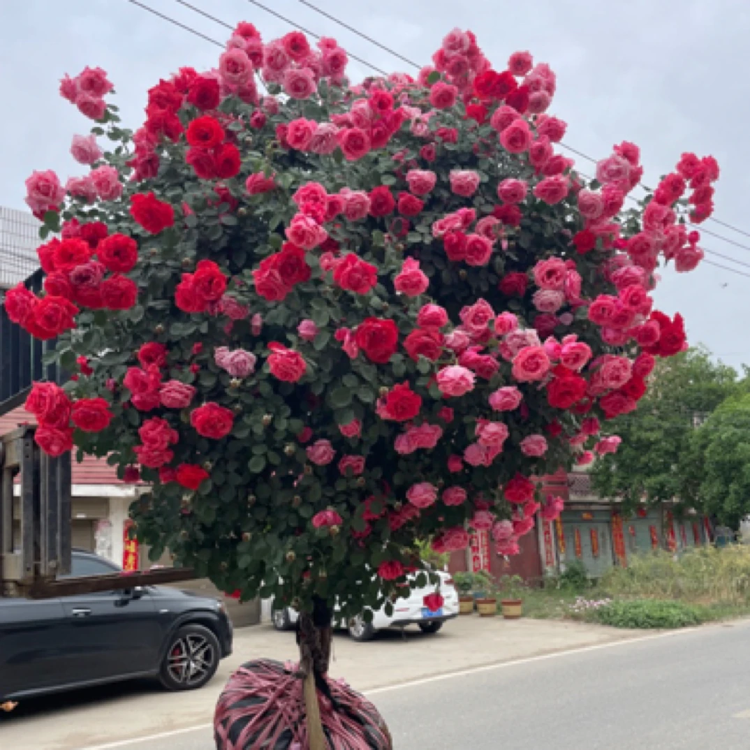 月季树大棵银杏树棒棒糖直播间专拍（渃夏花卉月季树园艺月季树