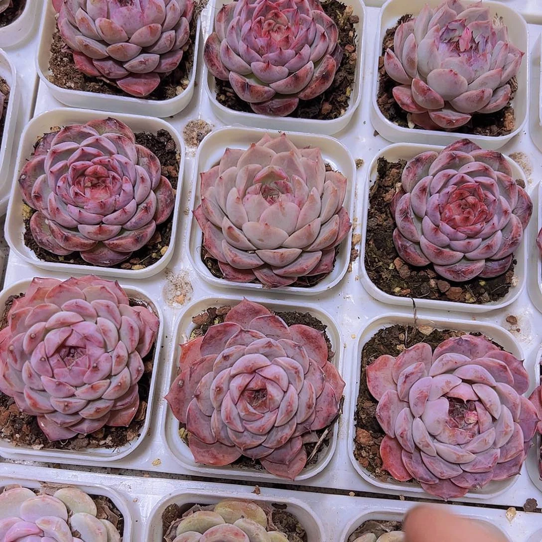 梦一珍妮19包油多肉