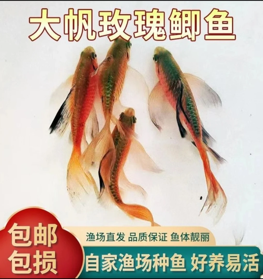 大帆玫瑰鲫1-6厘米冷水观赏鱼新手好养耐活